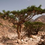 arbre source oliban